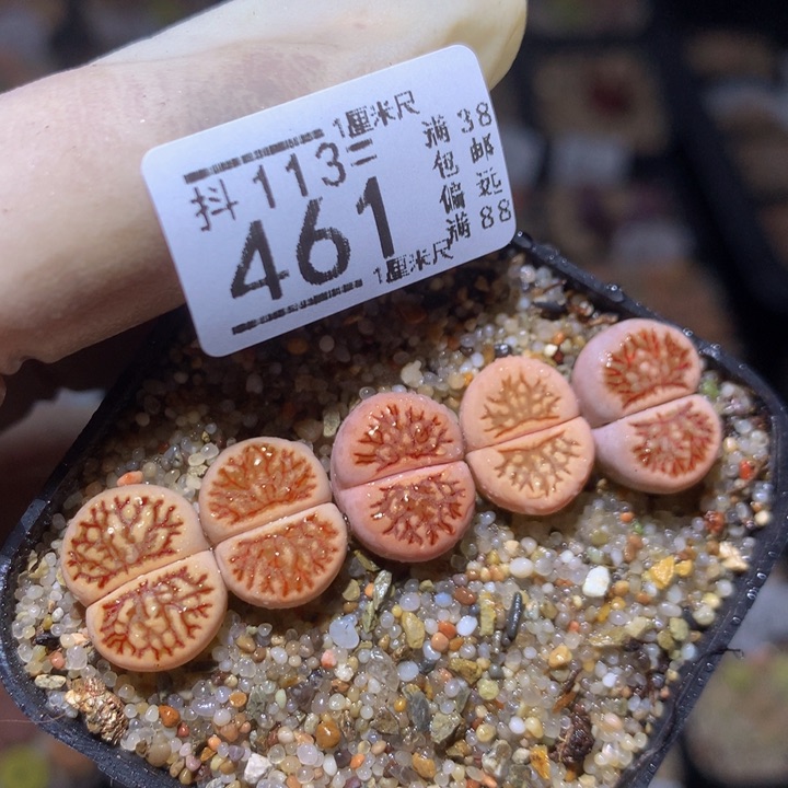 精品生石花113.461