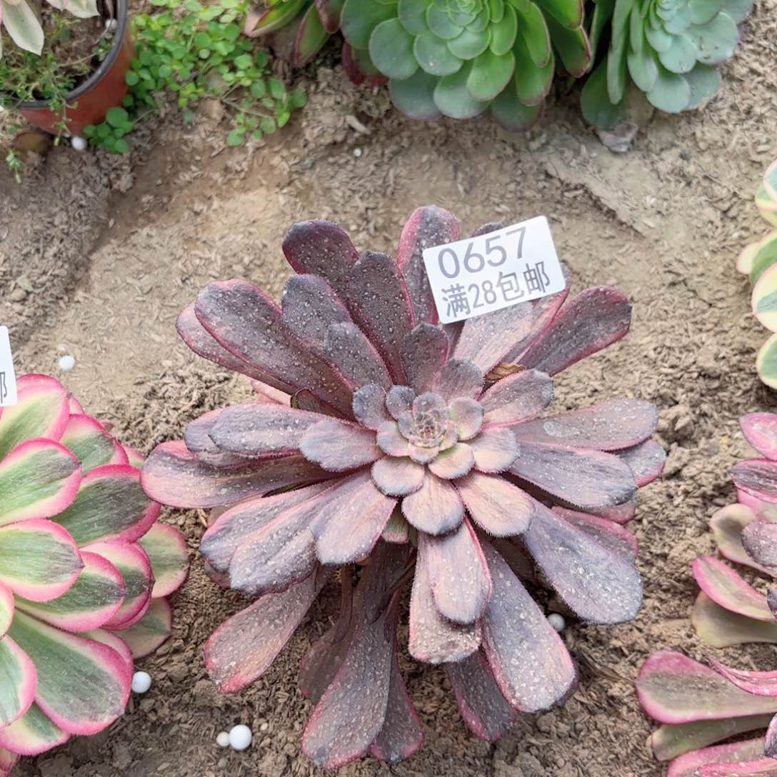 D.   0657火烧云多肉