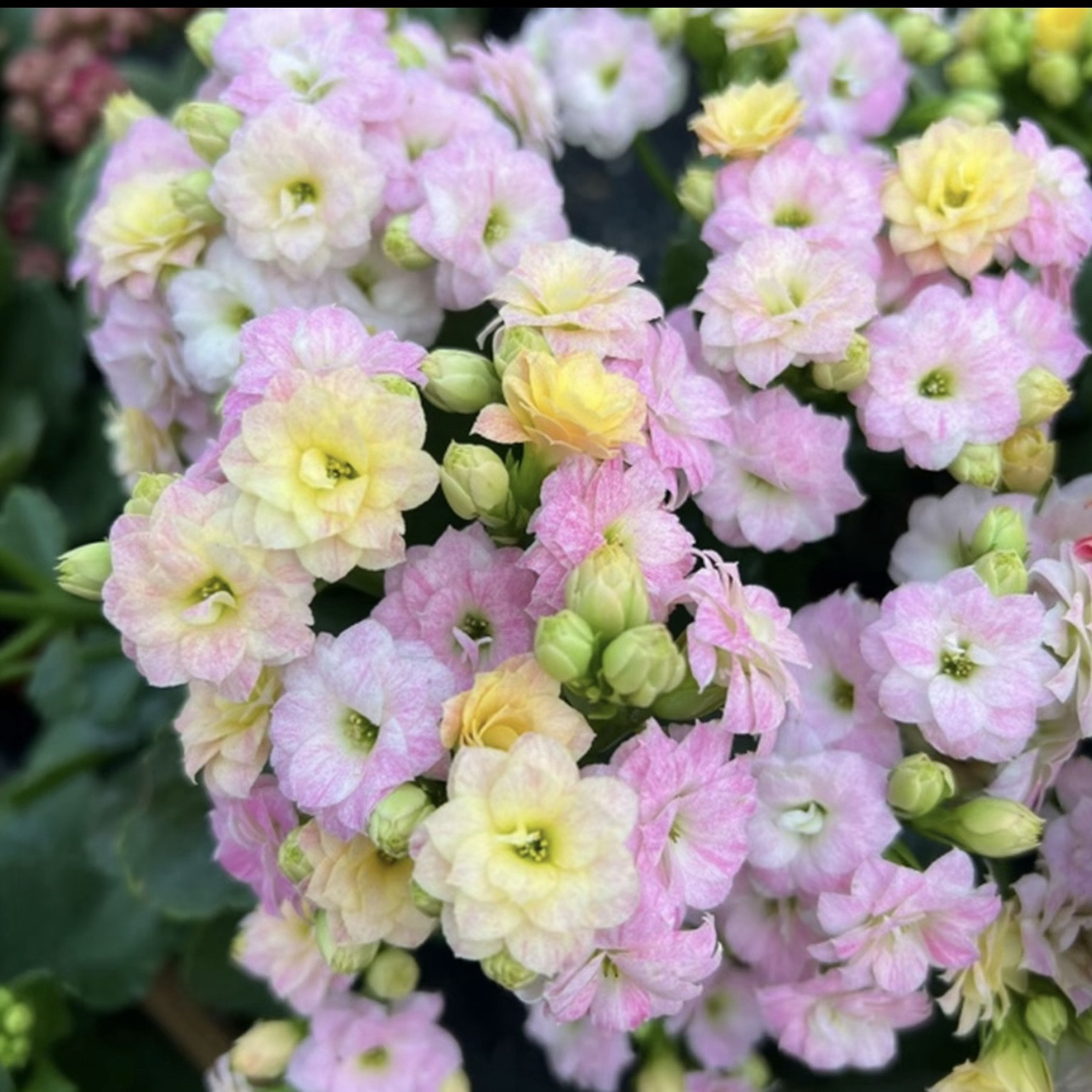 长寿花～【彩虹糖】120大盆(拍够两单发货)