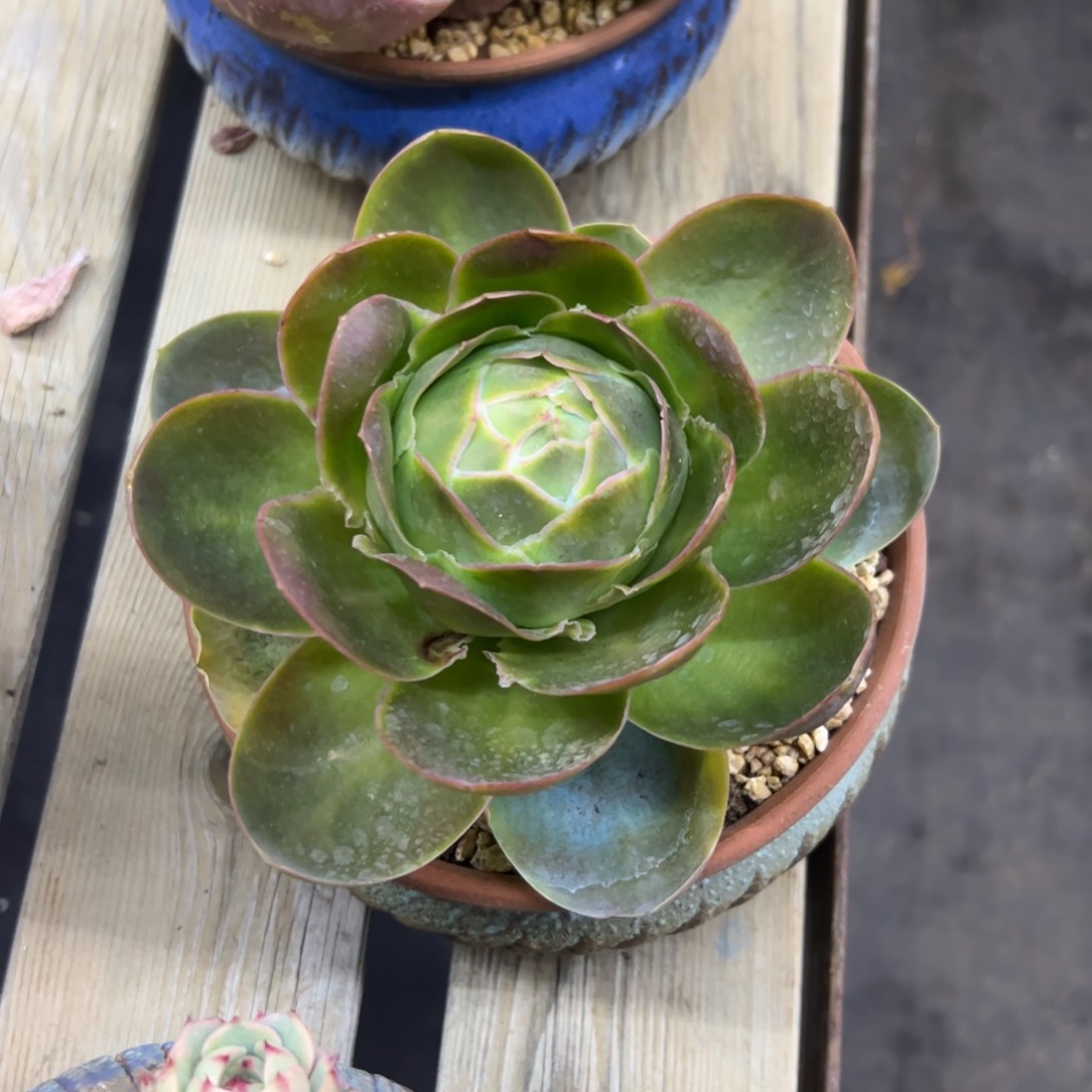 鸡蛋玫瑰28 零零多肉植物