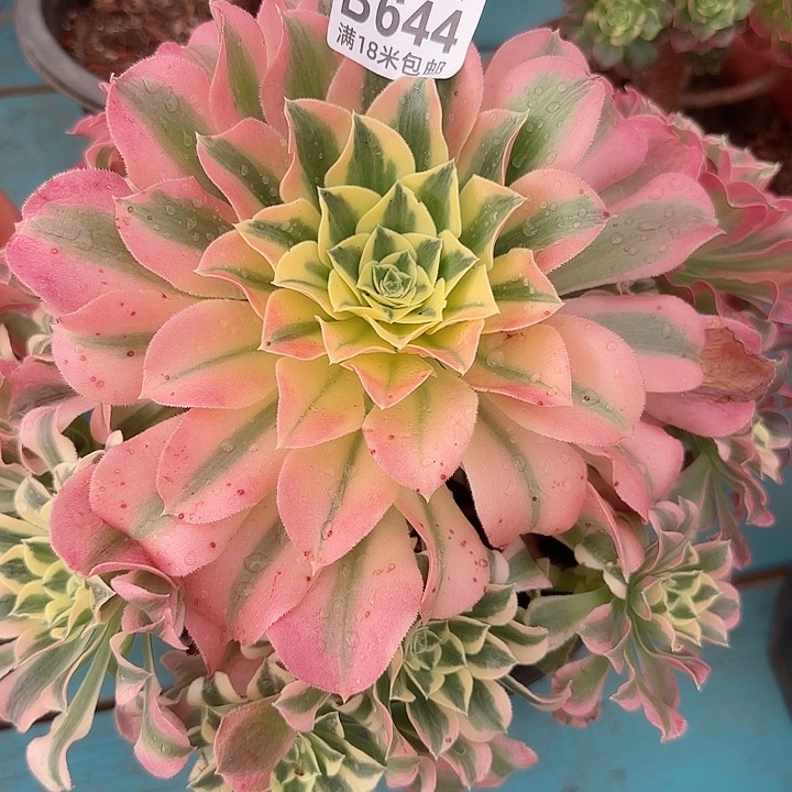 多肉法师粉体白粉