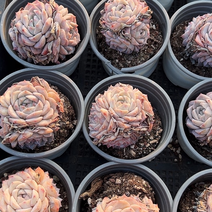 两盆    手捧   纯爱   