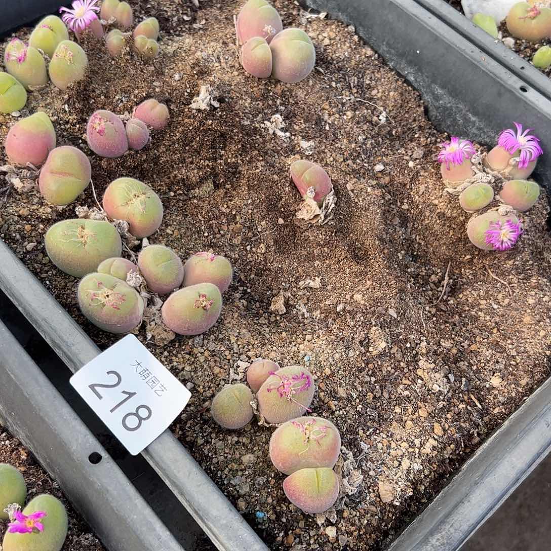 牛***作一物一拍1框脱土发。    218