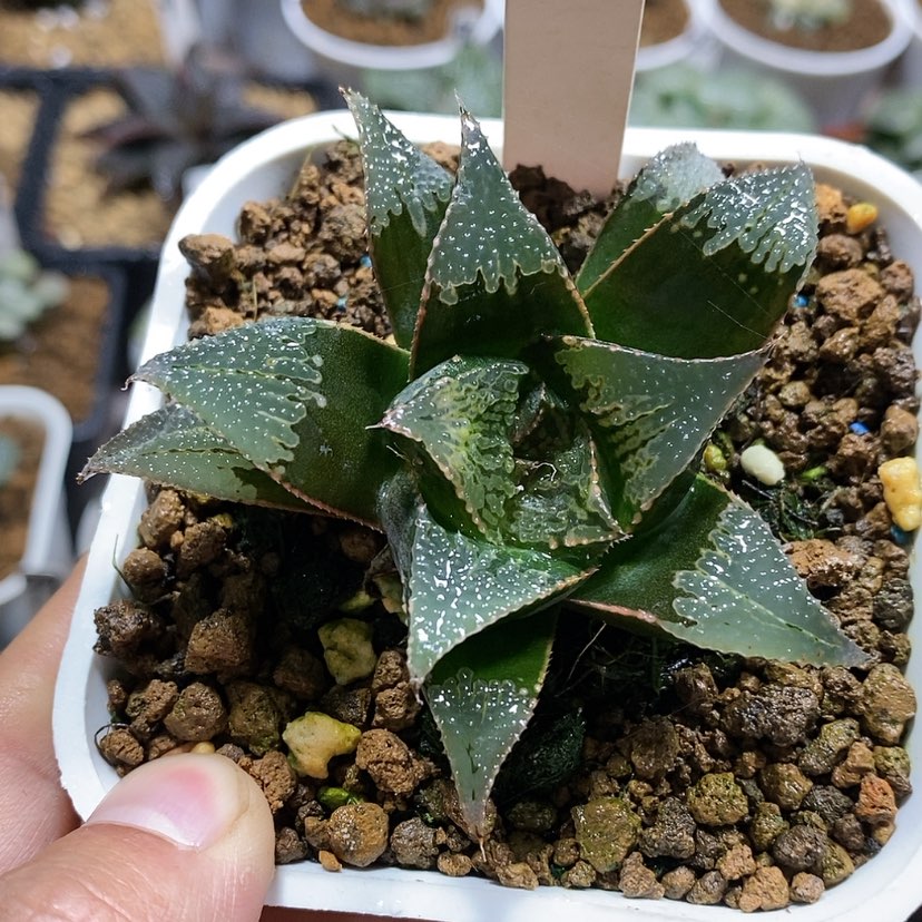 【闪购商品】156武藏