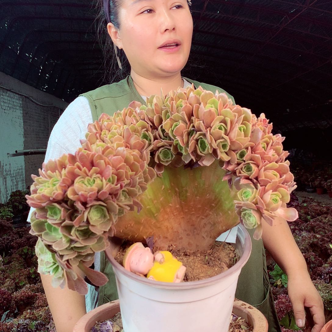 无花朵柒哥多肉法师不包侧断枝 8