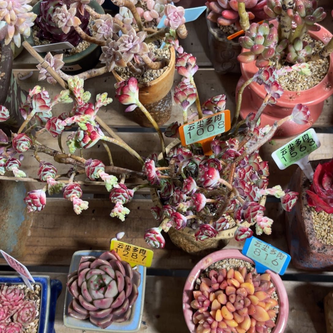 贵***粥云尘多肉一物一拍不含盆泡沫球打包1008