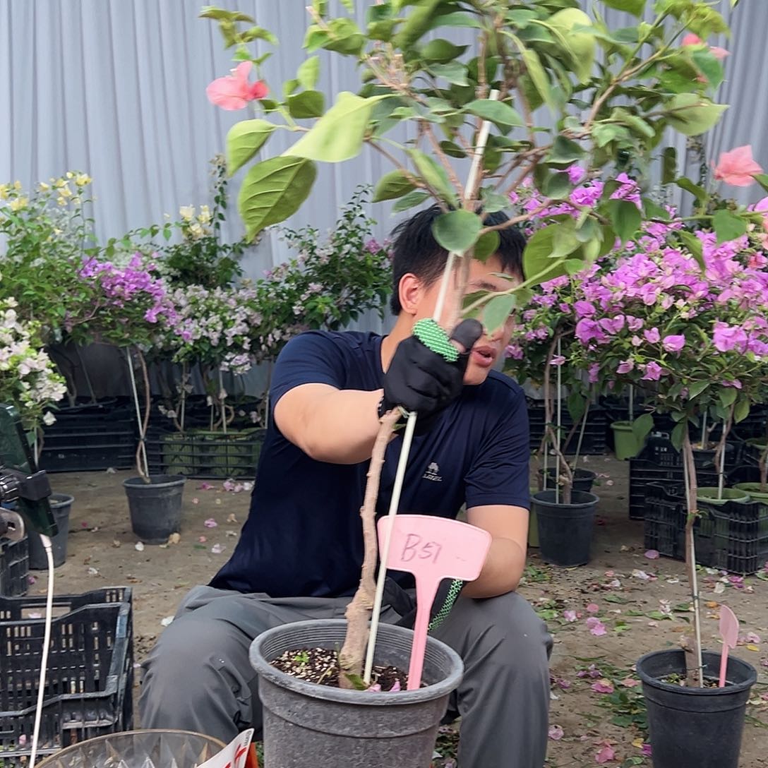 ****n大部分花苞少量开放B57不甜