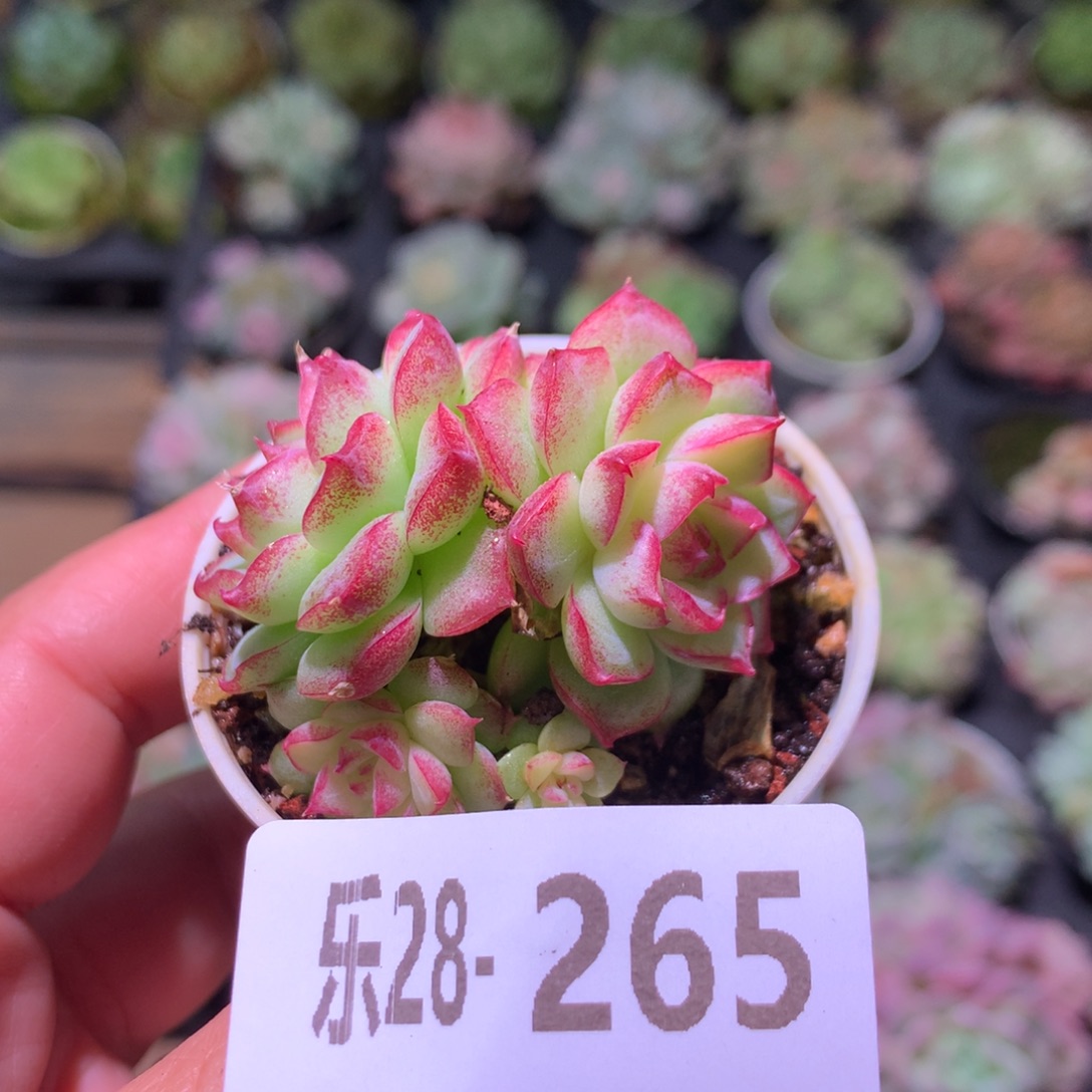 乐然28-265 女王群 