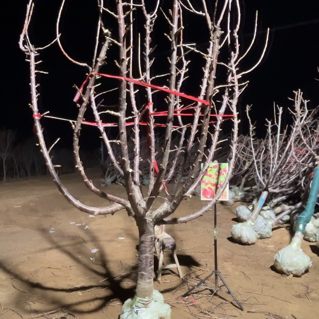 七***七完全开放专属链接车厘子树