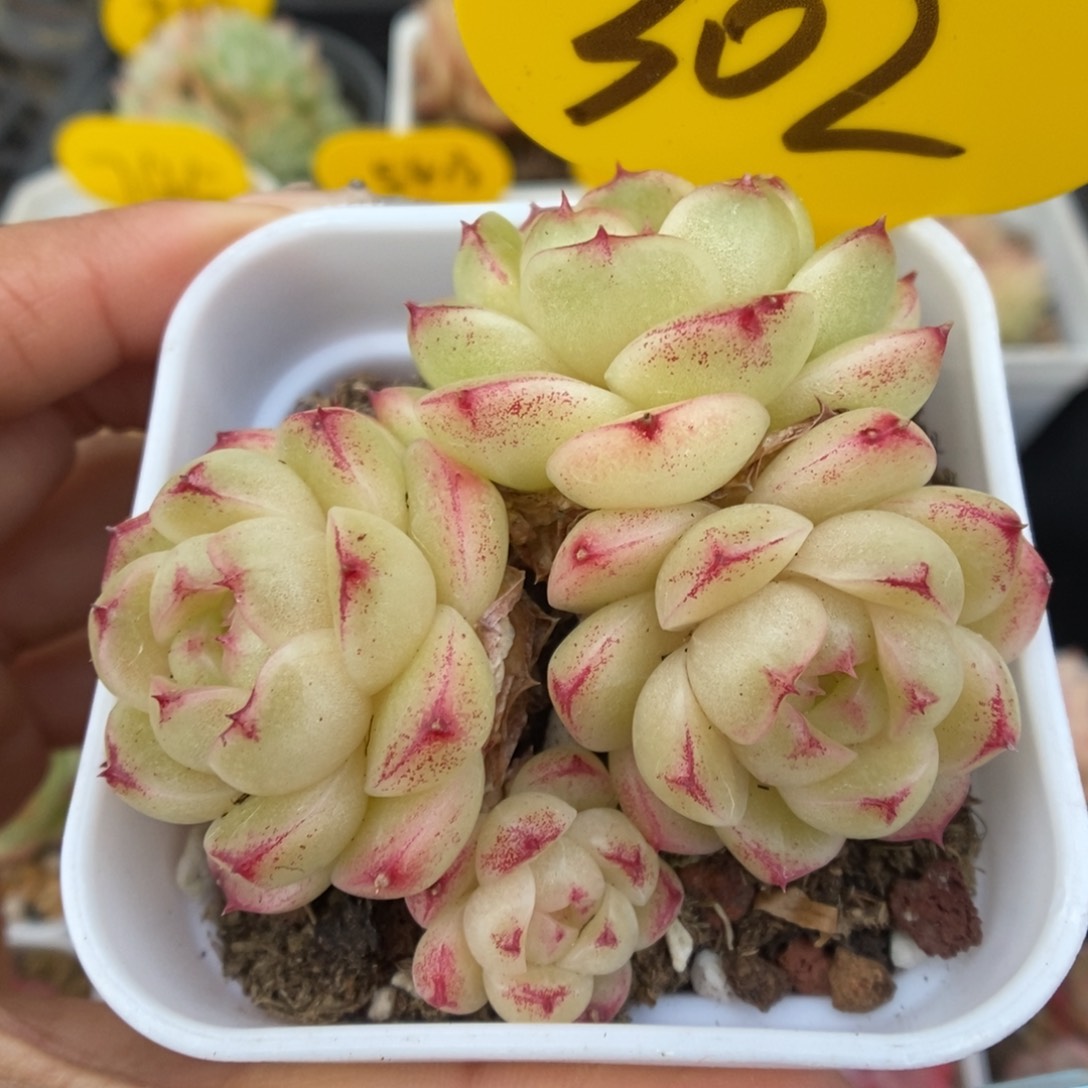 菠萝蜜麦秆群生302号