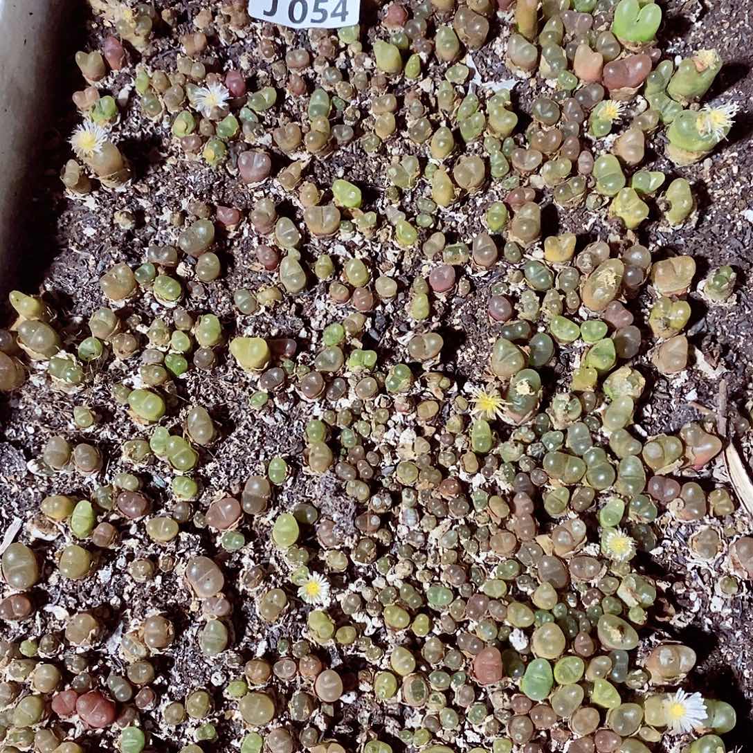 54呃呃呃呃呃呃呃呃呃呃呃呃呃