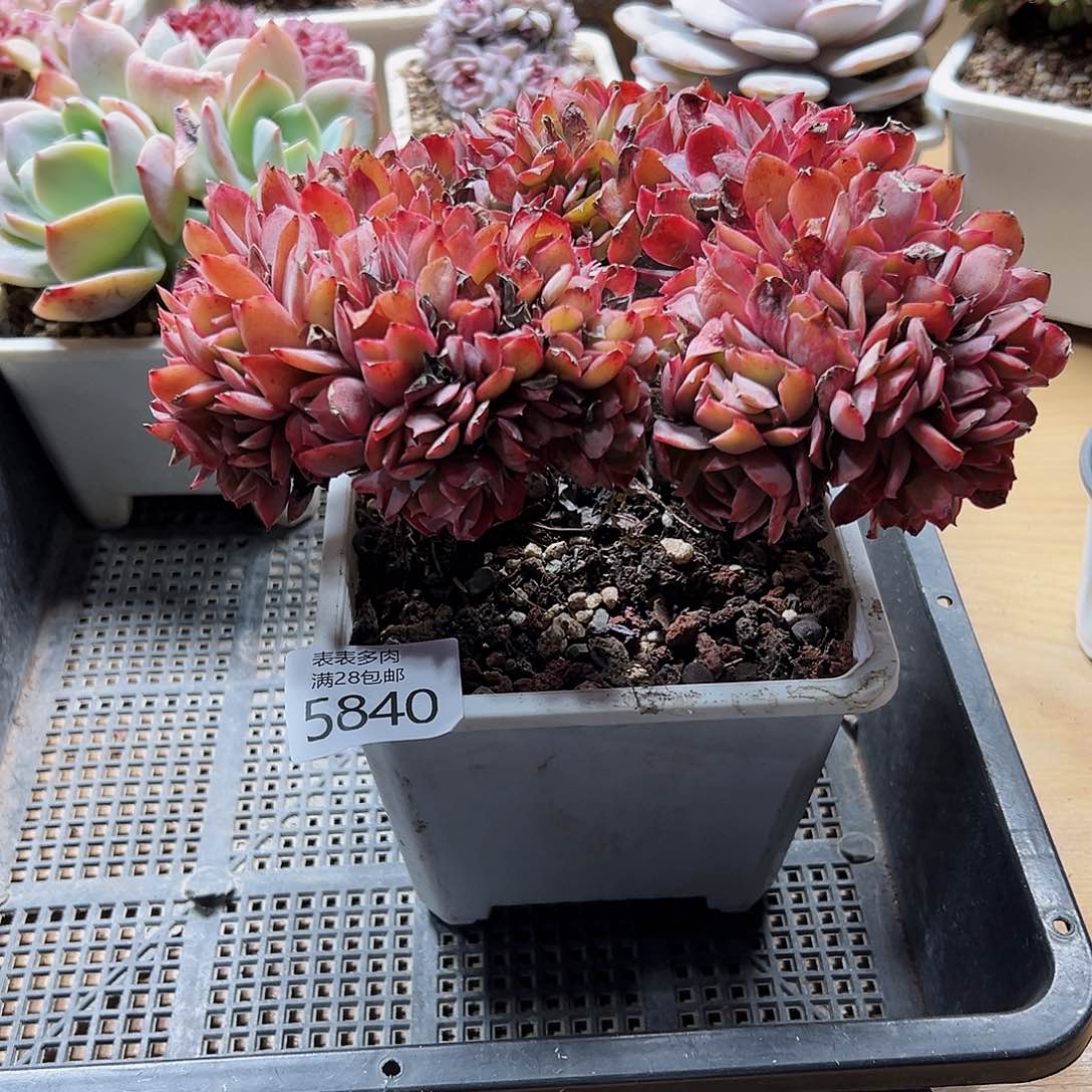 9号我们的确是一个5840