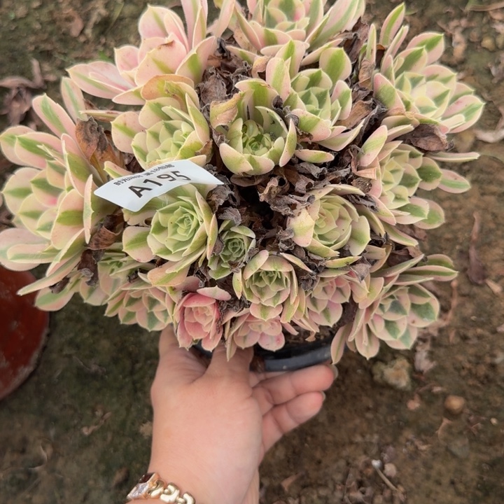 195女巫。多肉植物