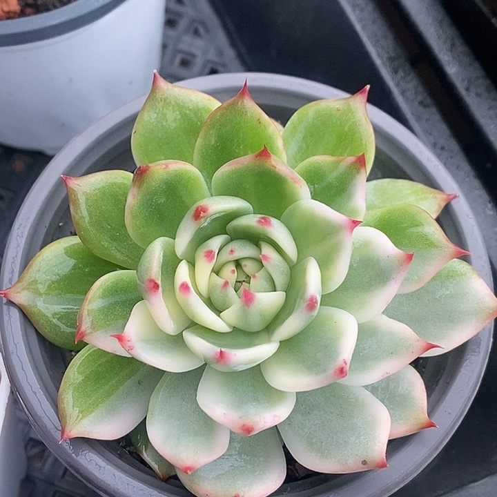 吉娃娃复轮锦多肉植物