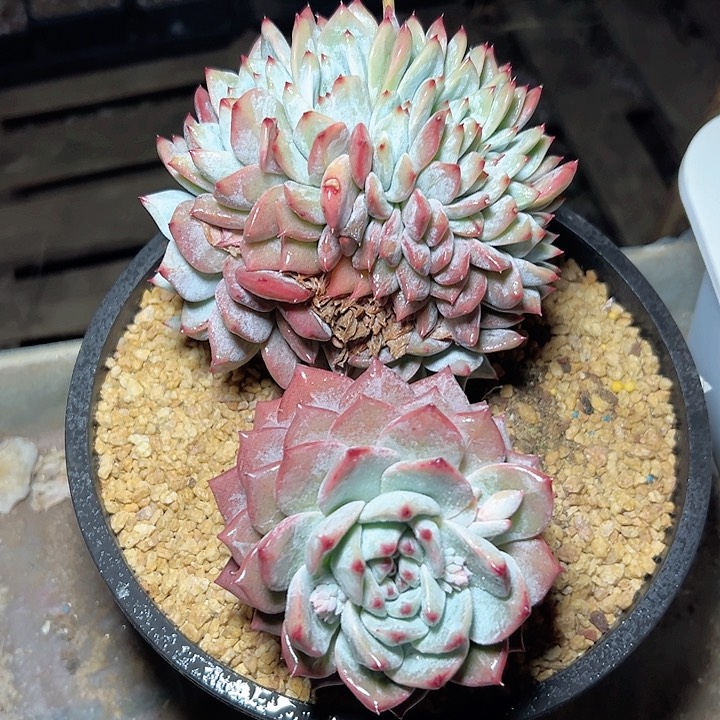 小鹿多肉一物一拍粉蓝鸟缀