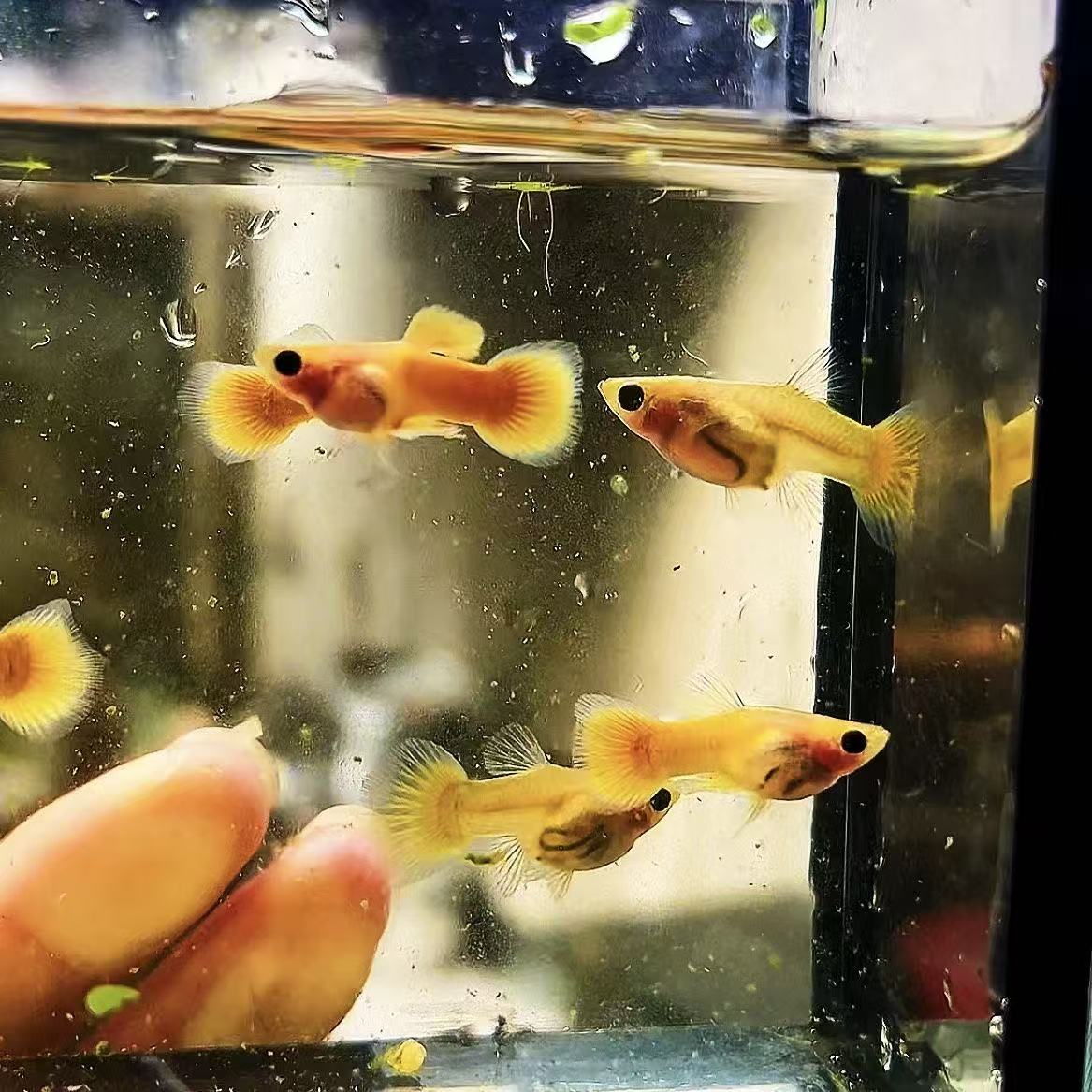 精品玻璃猫孔雀鱼改价链接