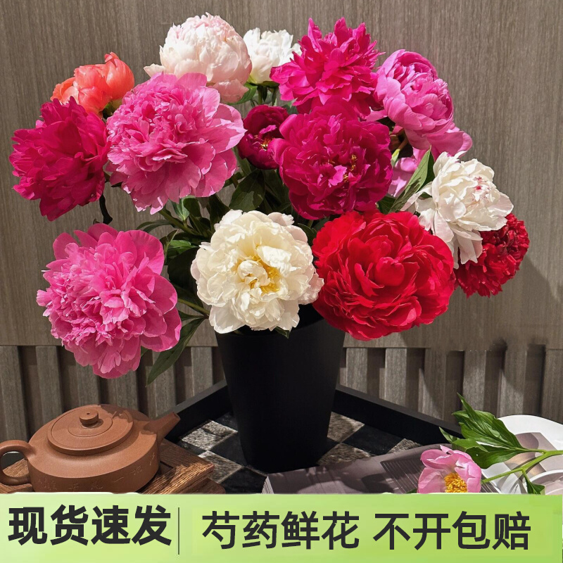 【福利混搭芍药】山东菏泽大芍药鲜切花基地直发