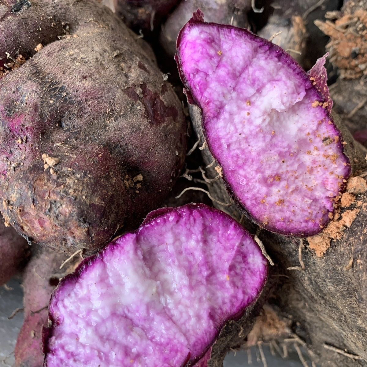 脚板山药 集市现收