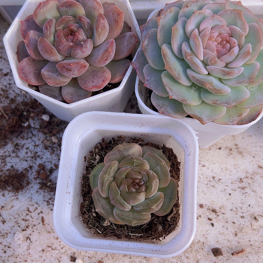 三恋组合19包邮多肉