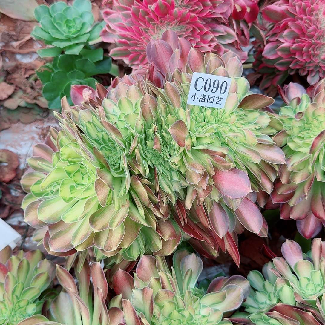 90韶华缀化无根不包侧枝