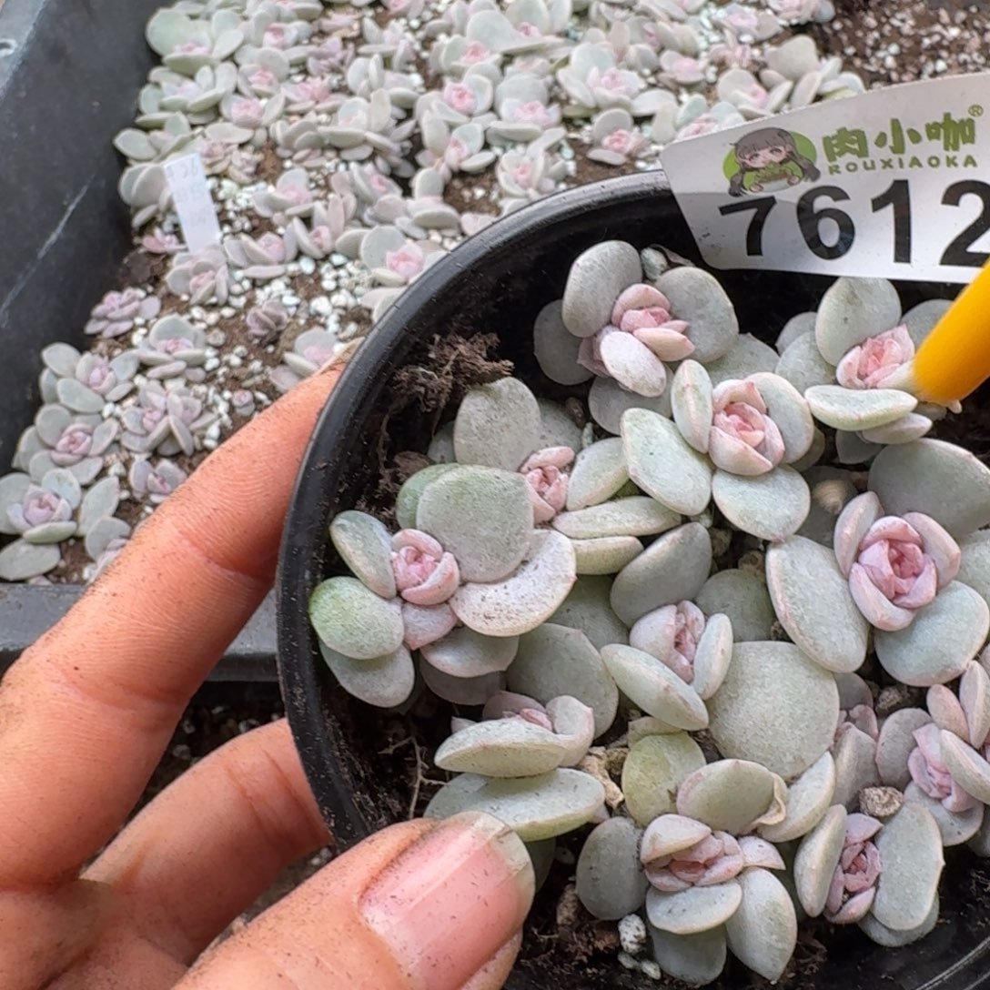 多肉植物多肉植物