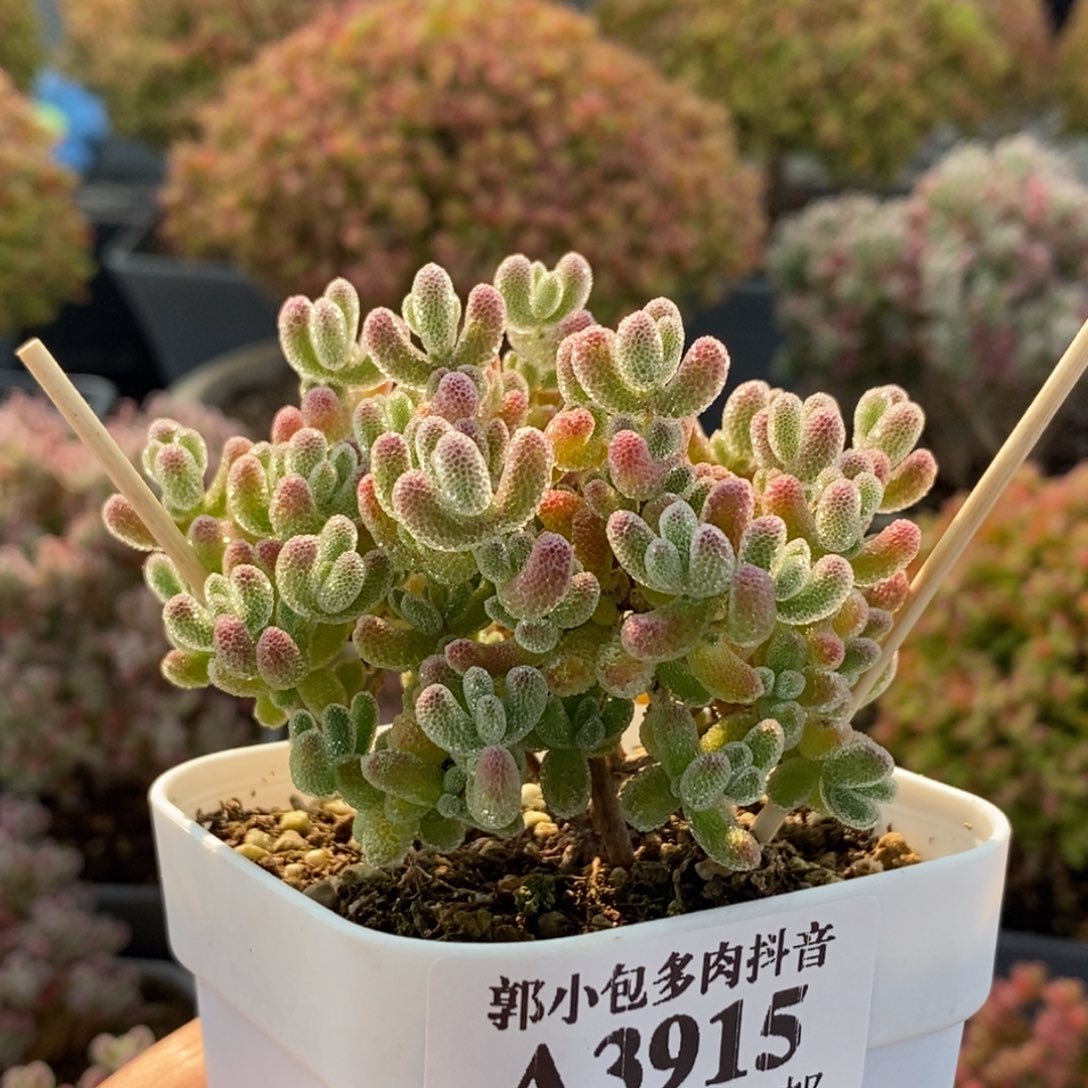 优选冰晶3915枝干番杏