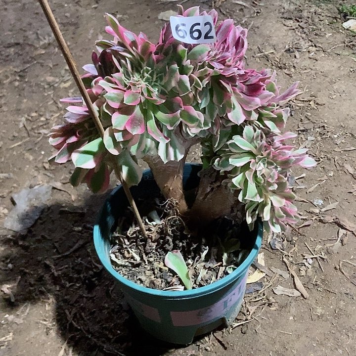 662分女巫老庄缀化老板子