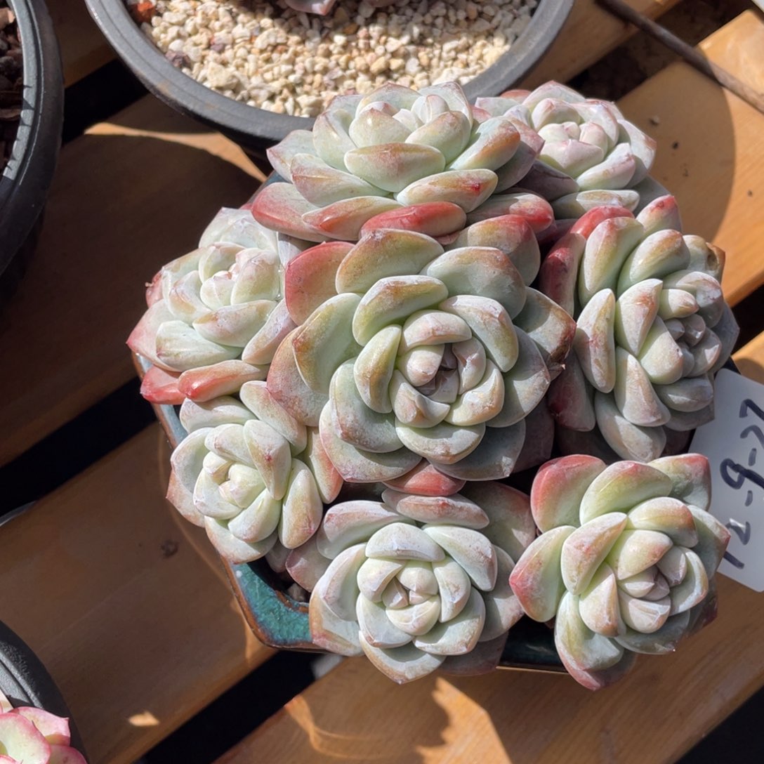 *****12-9-27静好多肉园艺