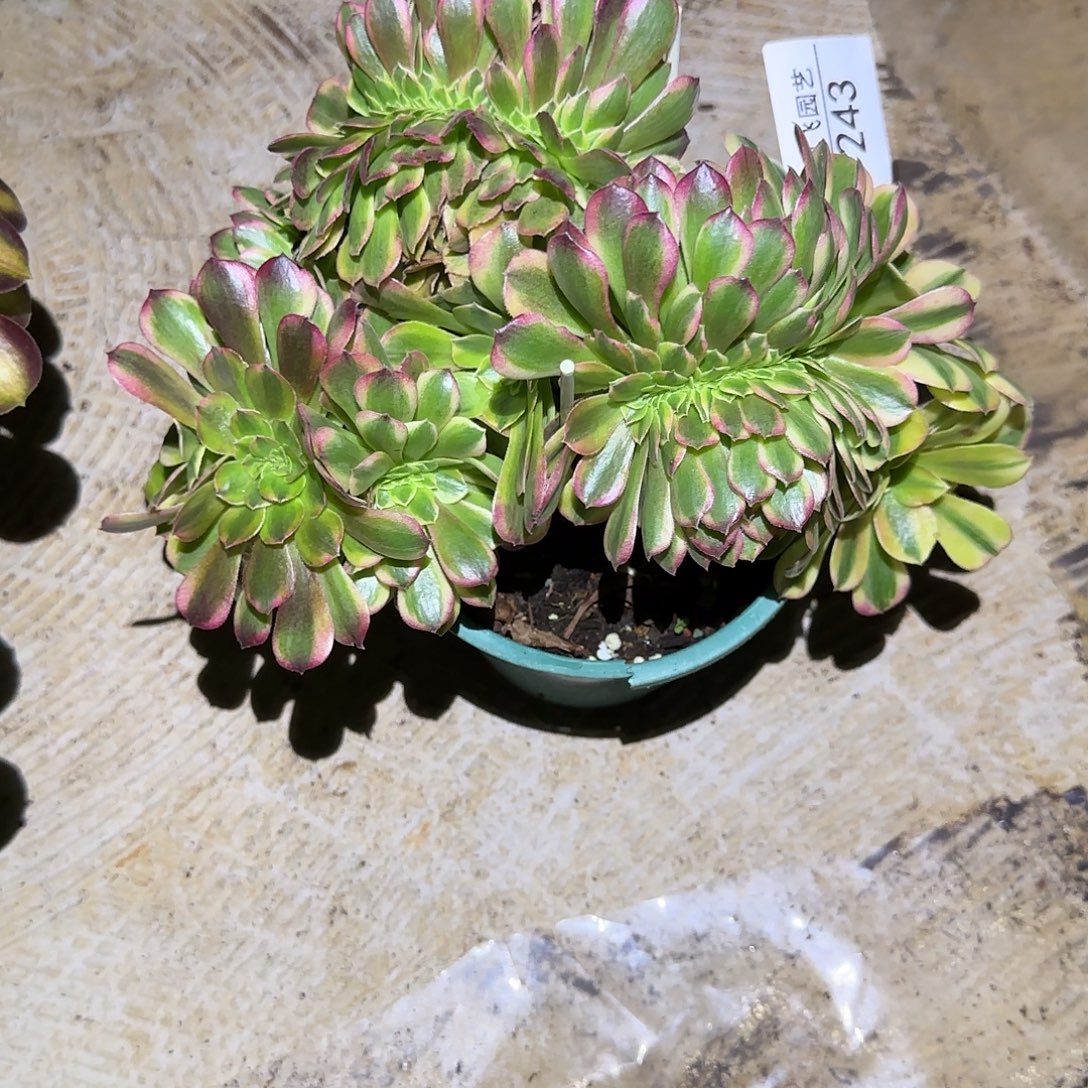 ****濛243多肉 雨荷缀法师