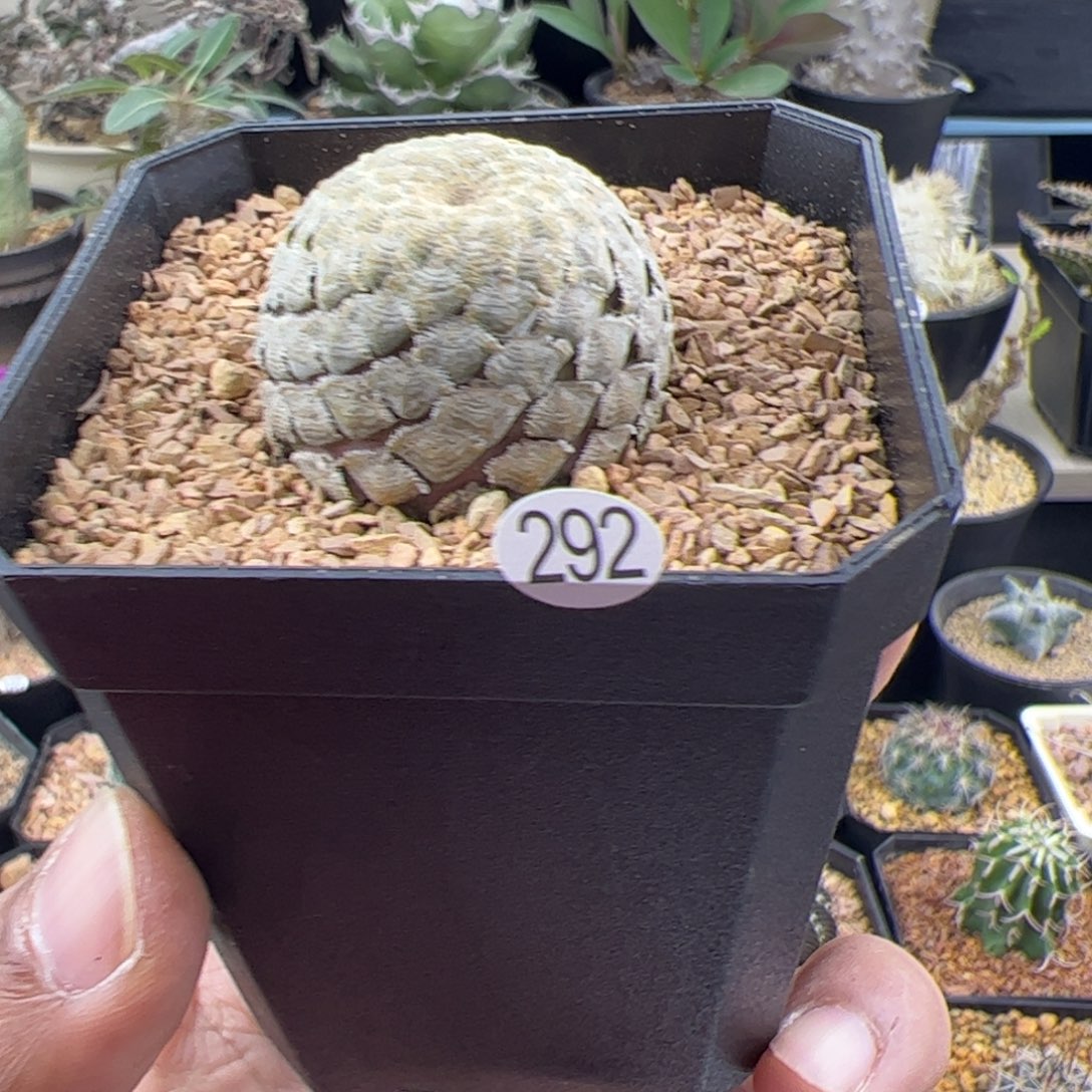 鱼鳞大戟3.3一物一拍292