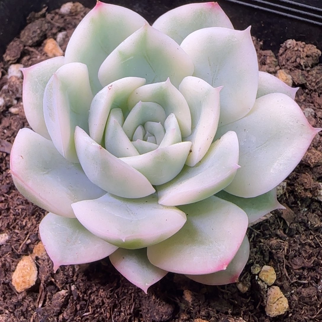 月亮仙子锦 多肉植物