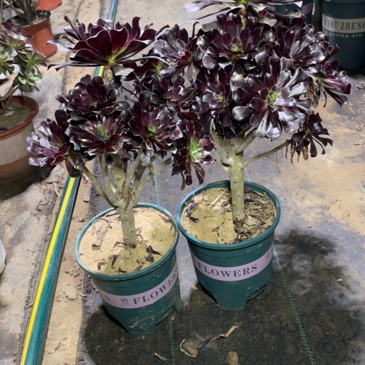 A***多508 507二颗墨法师多肉