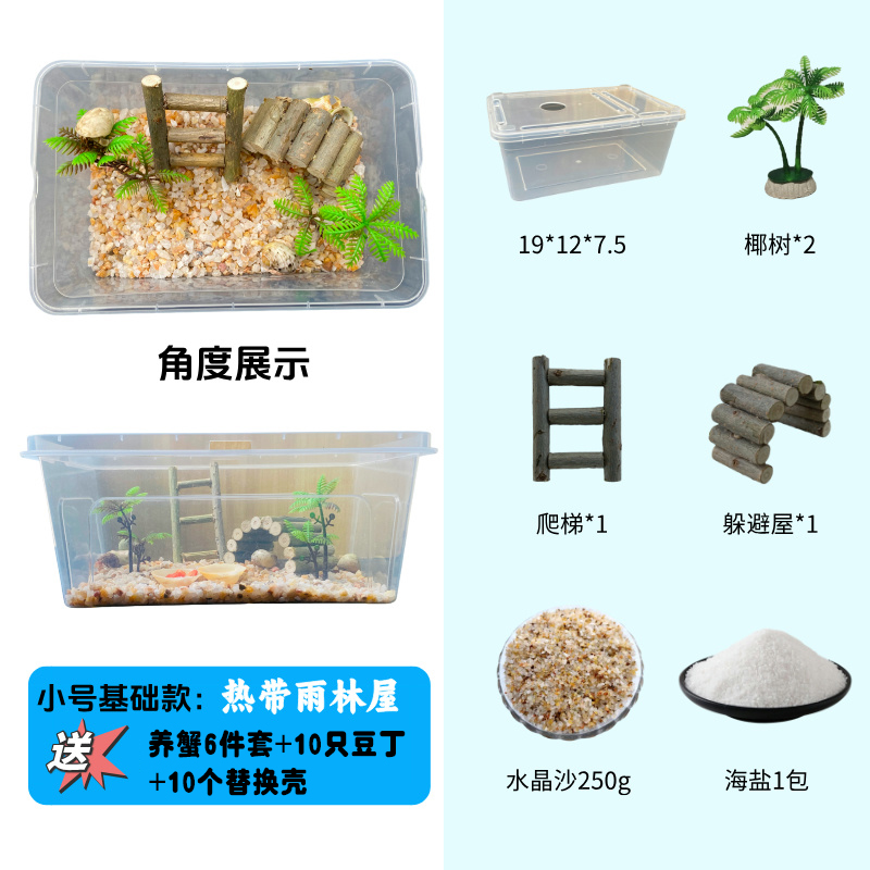 小号寄居蟹新手套盒热带小雨林小豆丁10只包活5只+10个壳颜色随机