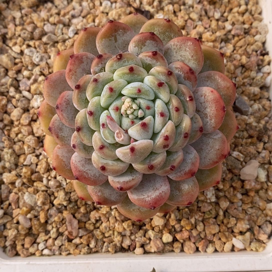 可问主播品种，下滑链接更多品种多肉选择