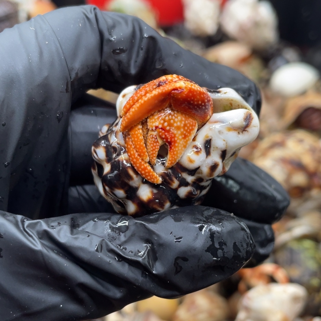 不退不换谢谢支持10