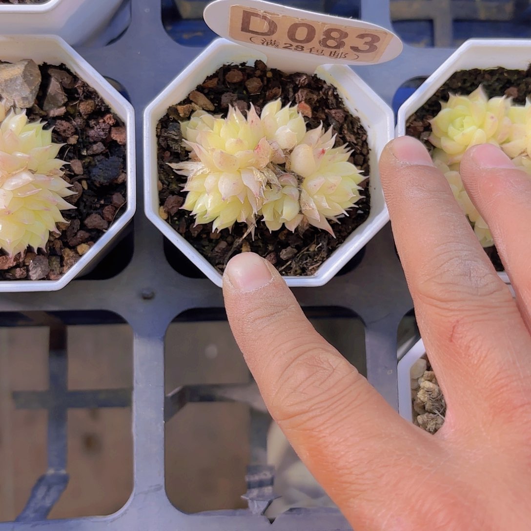 D083麦秆一物一拍