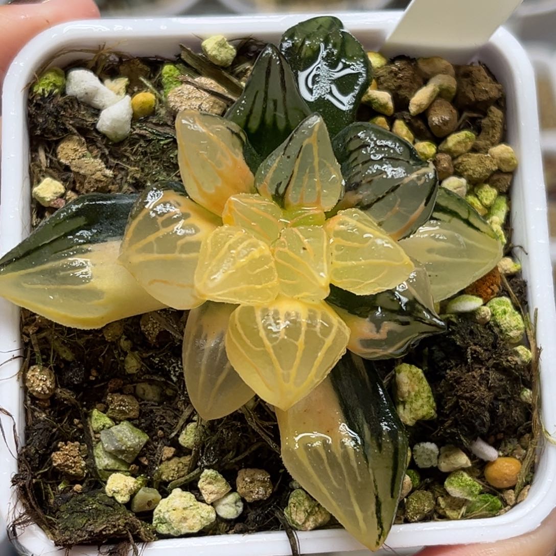 25西瓜寿锦福利专场