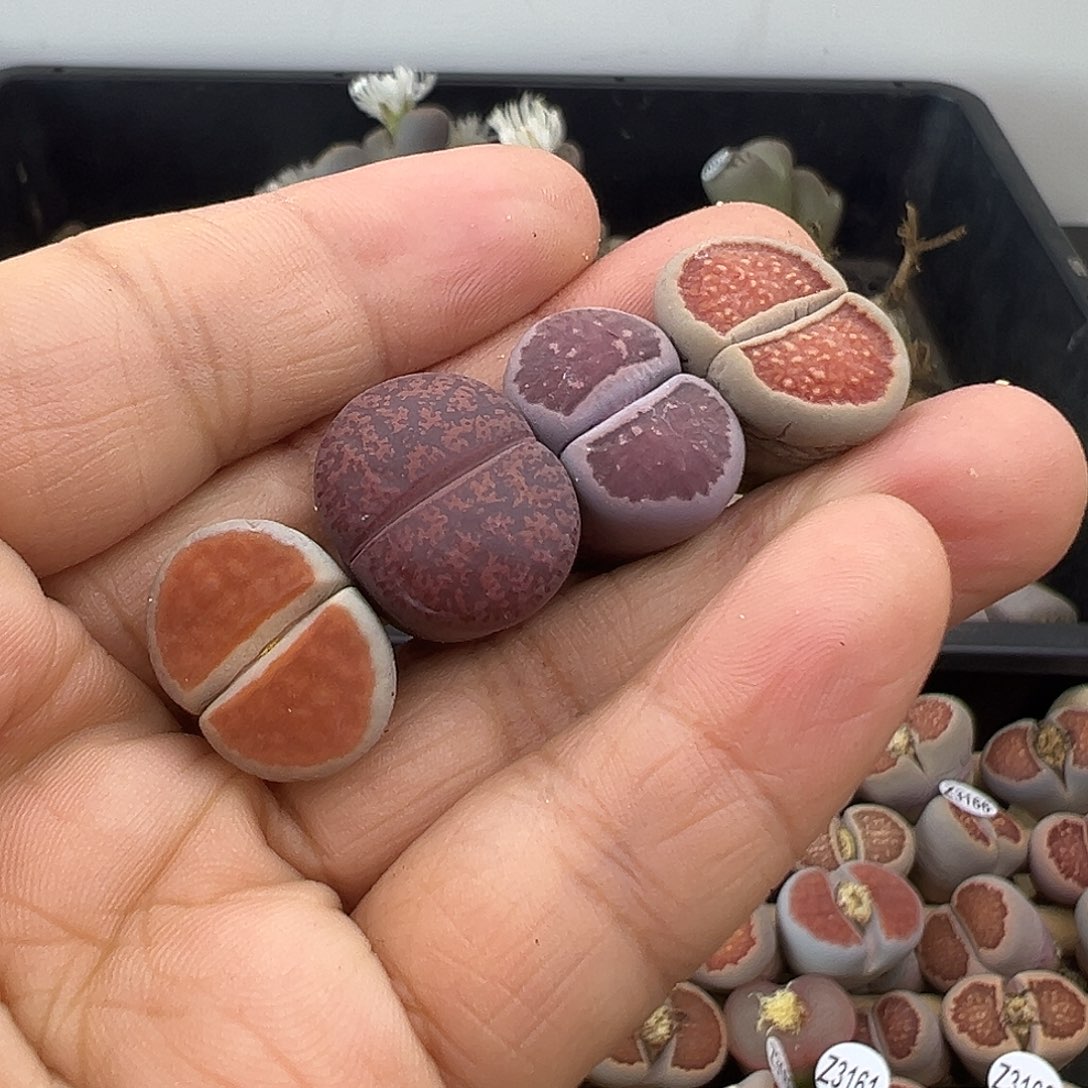 3182小精品整点福利