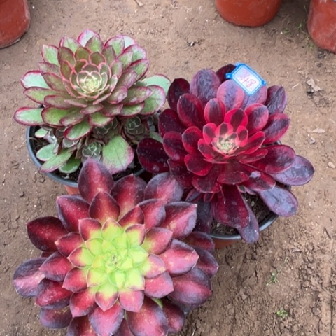 348多肉植物组合