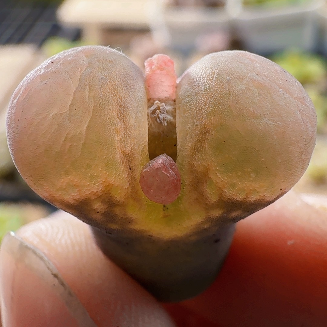 鸡***菇3256风铃玉肉锥植物