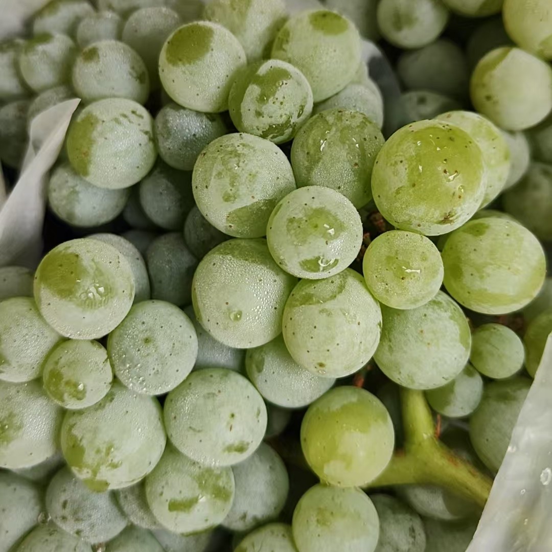 水晶葡萄】酸甜口口应季水果香葡萄【坏果包赔