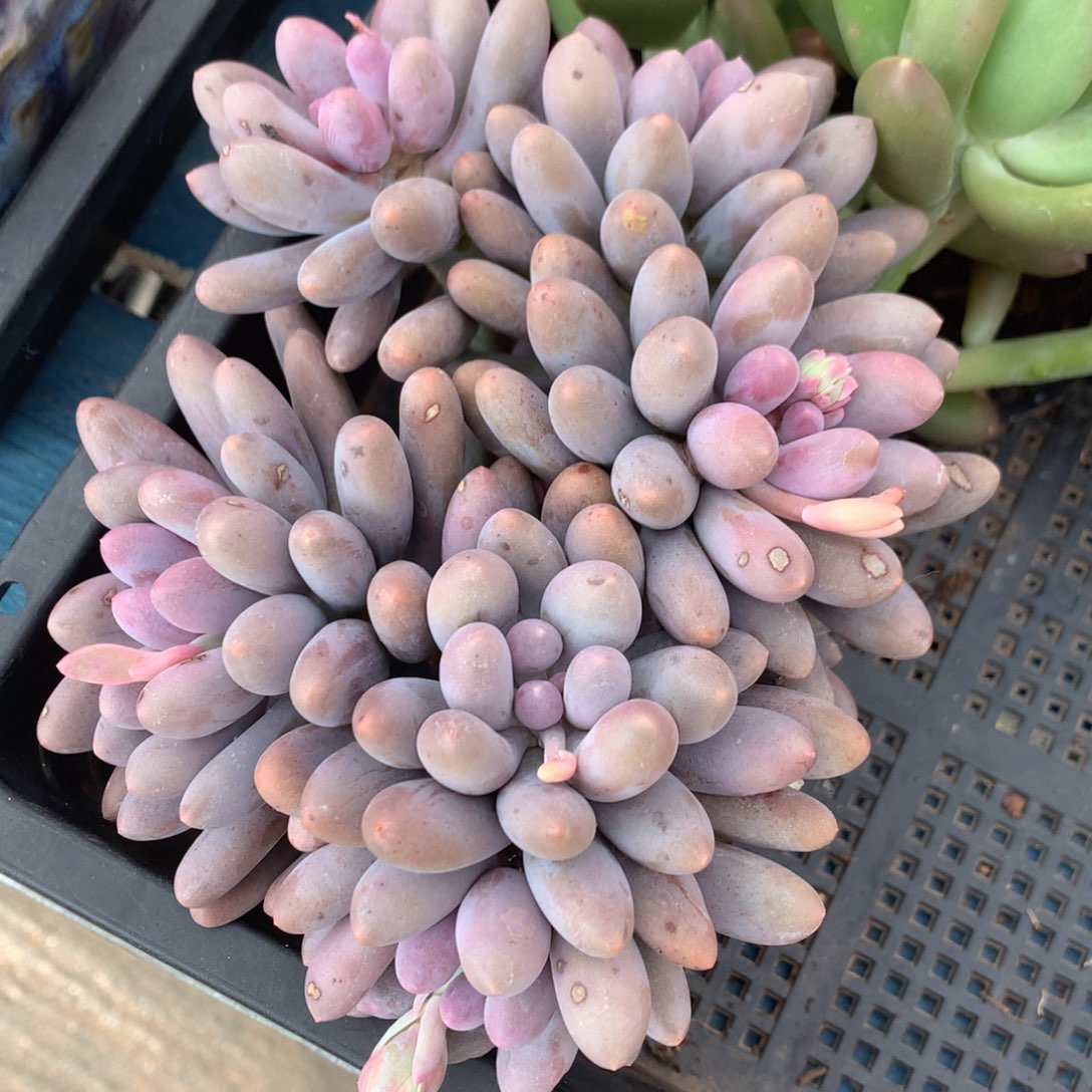 汤圆老桩开播福利