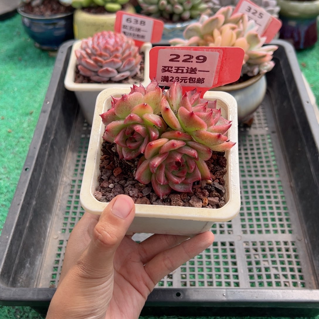 表妹精品多肉植物229.