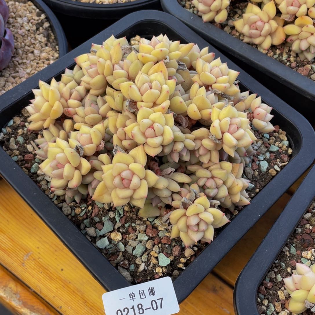 0218-07-象牙。。。？。。。