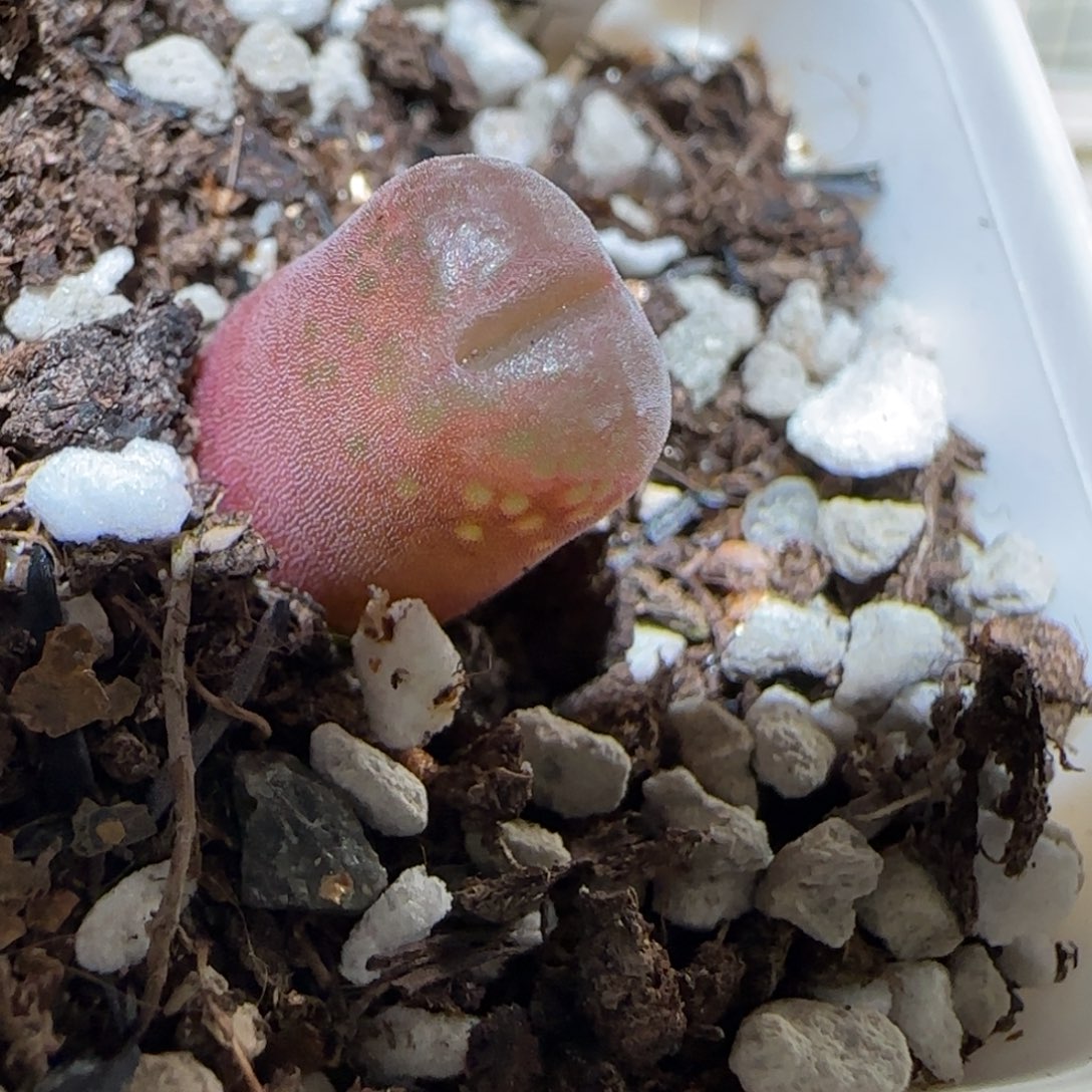 肉锥多肉植物百科3-10km风铃54