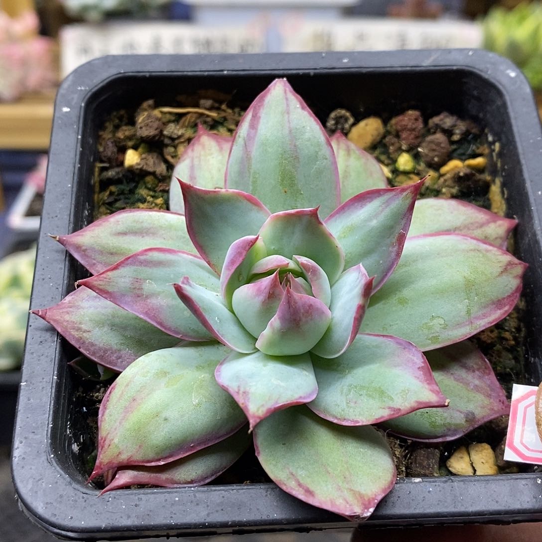 26105 原始惊鸿仙子