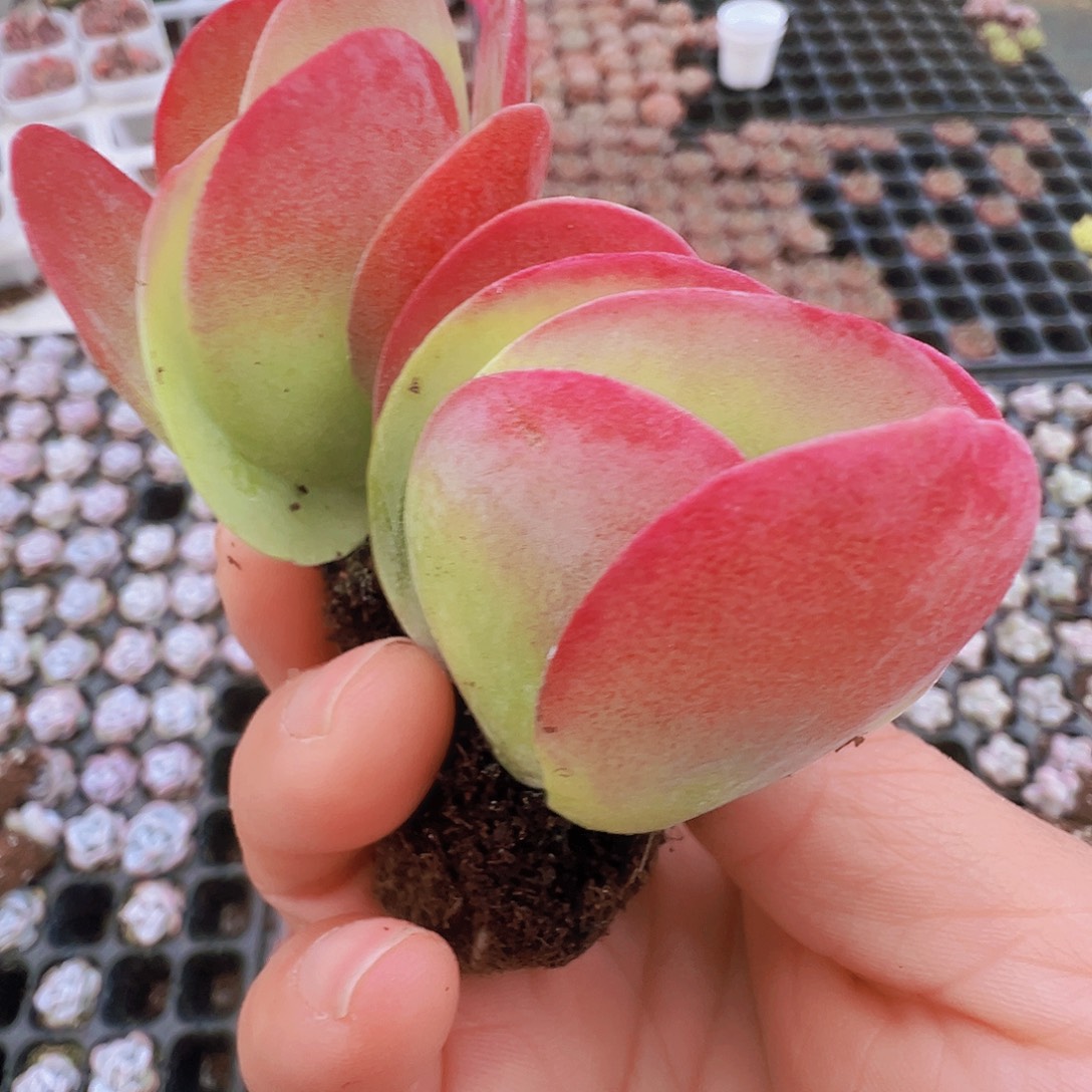 唐寅苗5颗19包邮多肉植物