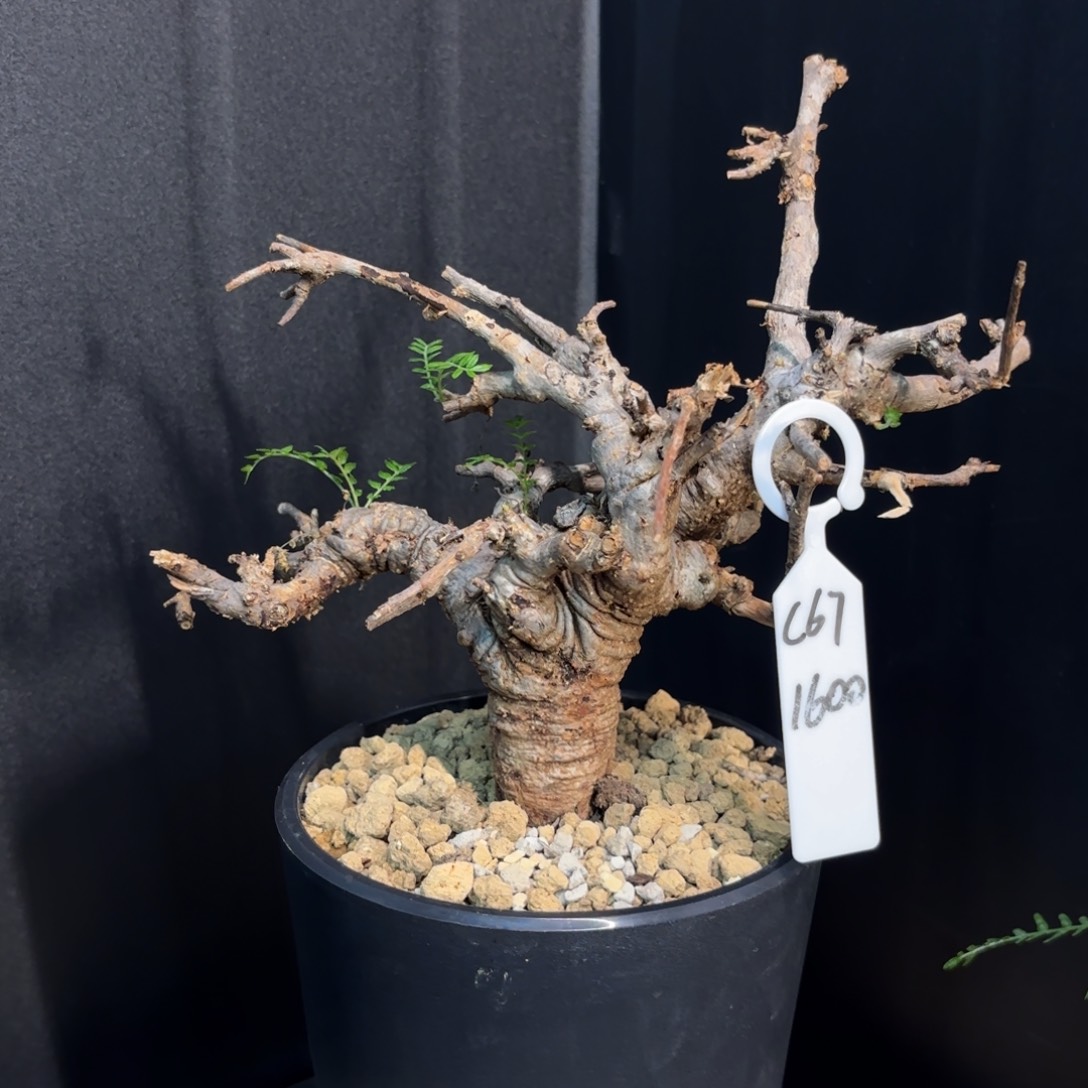 木  尼勒达乳香老家带盆土