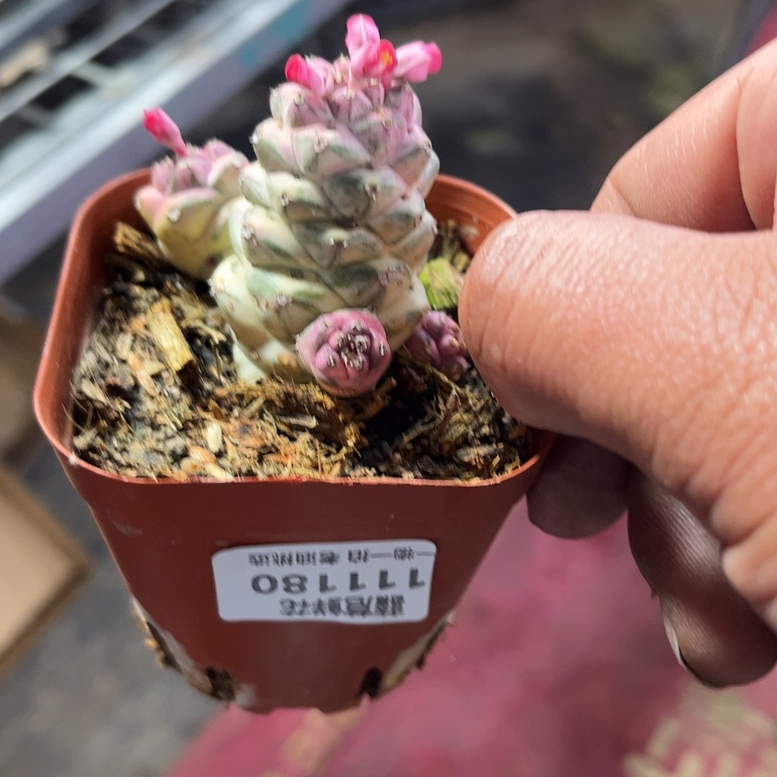 111180一物一拍仙人球