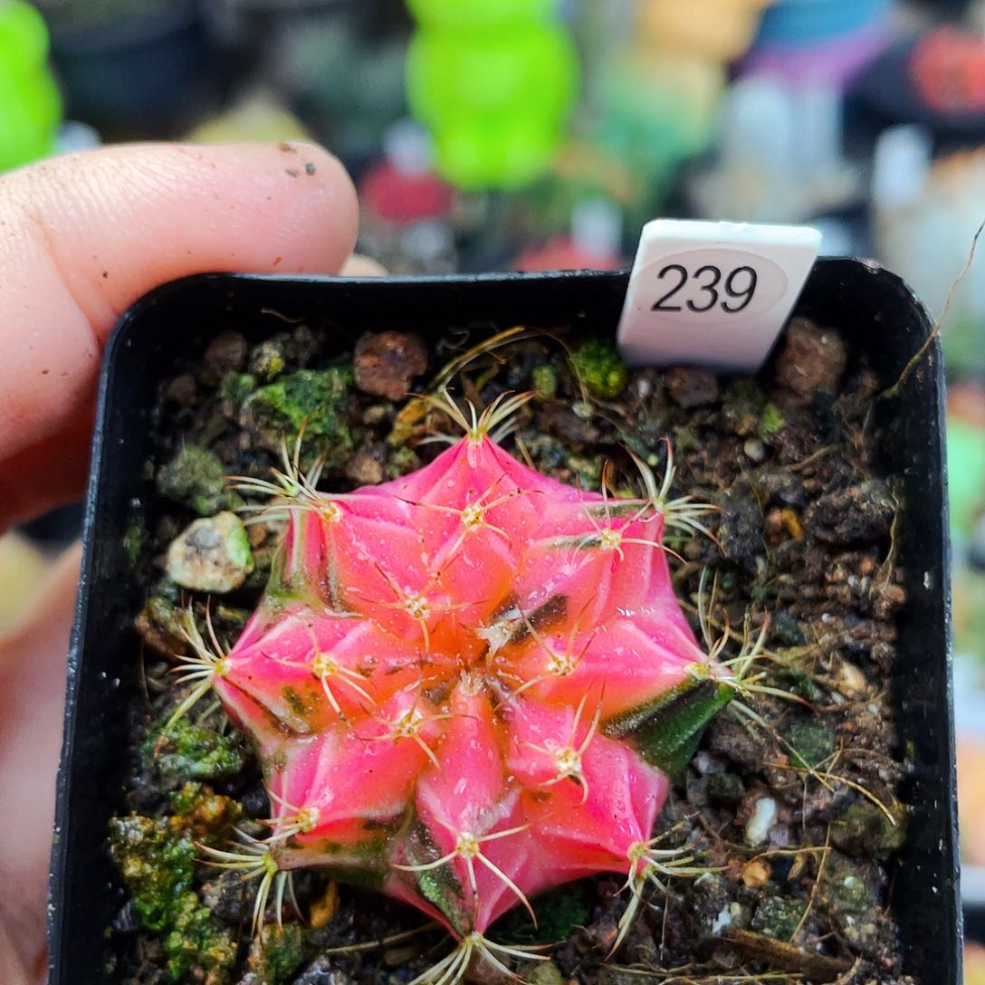 非偏远地区满25包邮仙人球